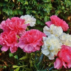 Roses rouges et blanches